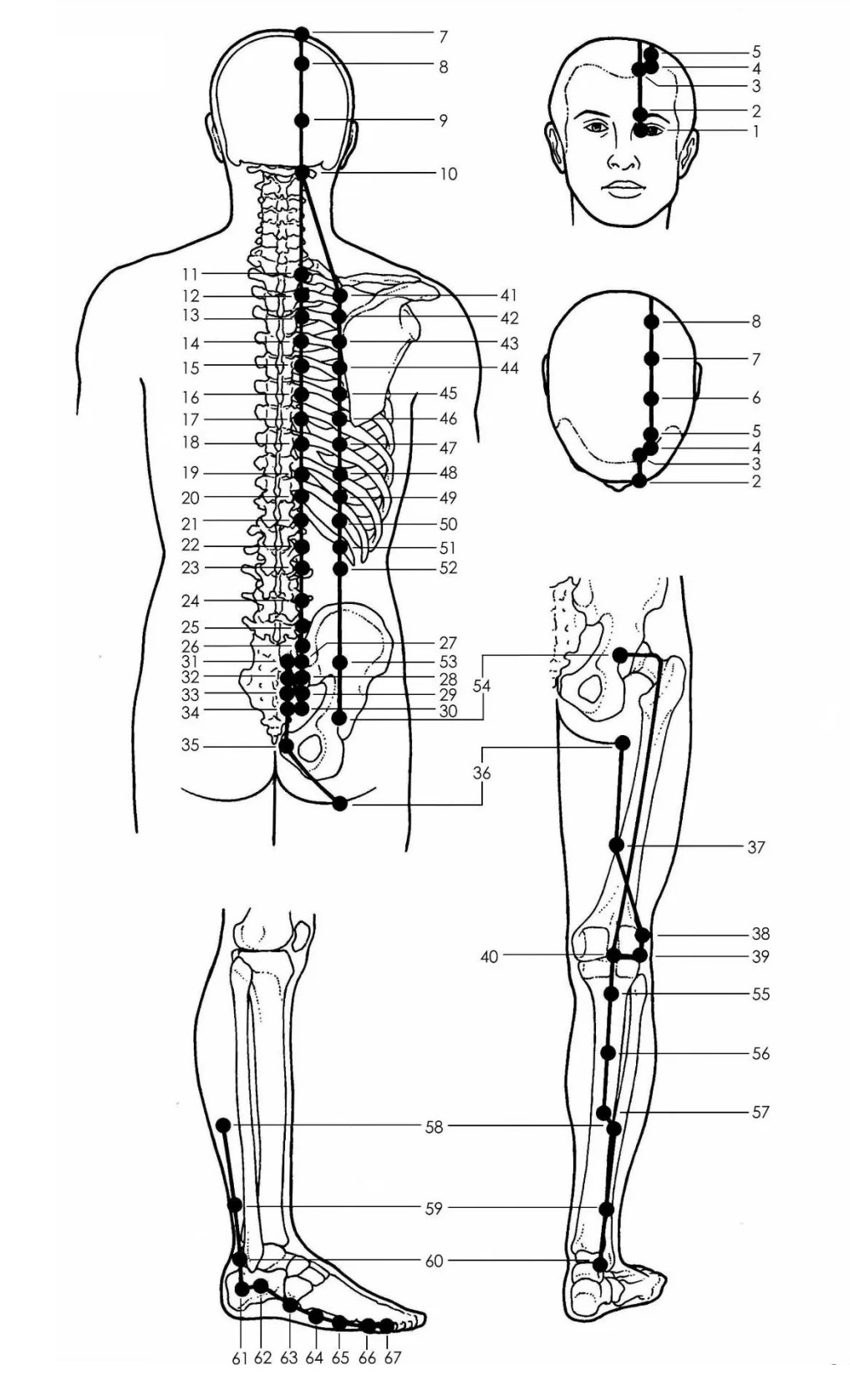 Blasenmeridian